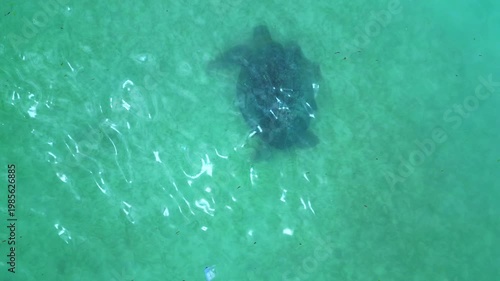 Sea turtle swimming in plastic polluted ocean water. Amazing aerial view drone