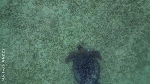 Sea turtle swimming in plastic polluted ocean water. Nice aerial view drone