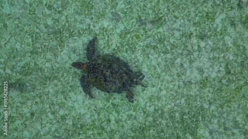 Sea turtle swimming in plastic polluted ocean water. Majestic aerial view drone