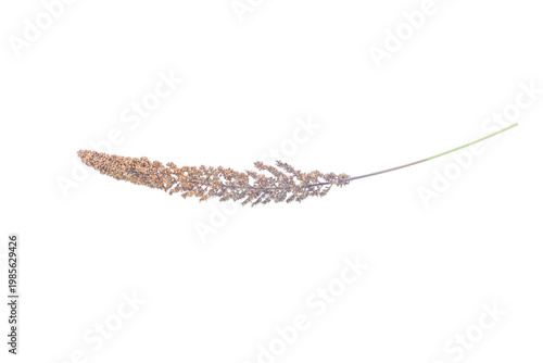 Fotografía Natural dried millet spray stem for bird feed or decoration on png background