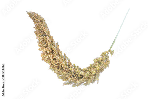 Fotografie Curved yellow millet spray with long stem for graphic design on png background