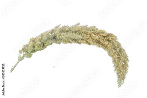 Arched natural millet branch on png background for birdcage enrichment and pet store graphics.
