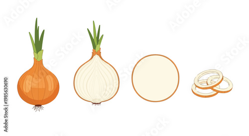 Fresh whole onion with green shoots, sliced onion, and onion rings on a white background for cooking and food