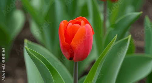 A vibrant red tulip blooms in a garden surrounded by lush green leaves and stems.