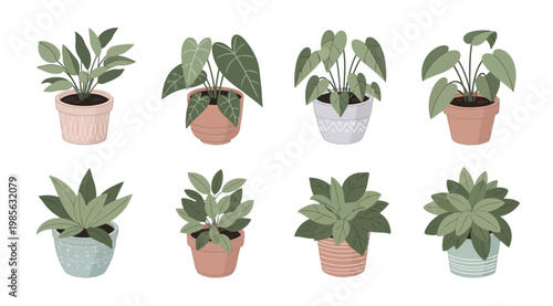 Collection of various indoor potted plants with green leaves in colorful ceramic pots