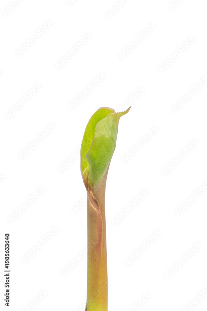 Obraz premium Young banana leaf sprout growing from stem on png background.