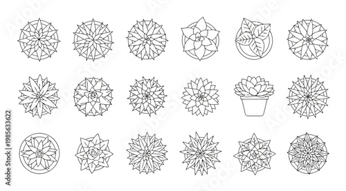 Set of succulent plants top view line art icons collection of various geometric botanical illustrations from above