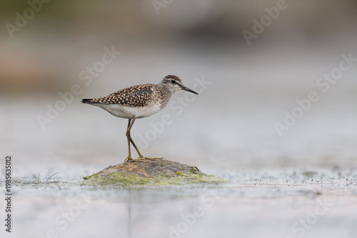 Bilde på lerret Wood sandpiper standing on the rock in shallow water during early morning hours