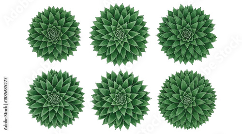 Collection of identical green succulent plants top view