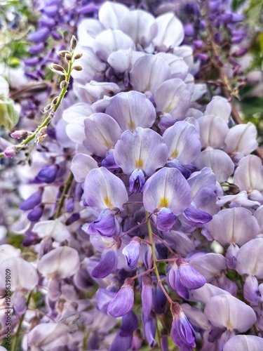 Chinese wisteria: a species of flowering plant, its botanical name is Wisteria sinensis.