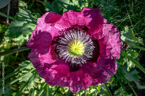 looking down on purple poppy flower