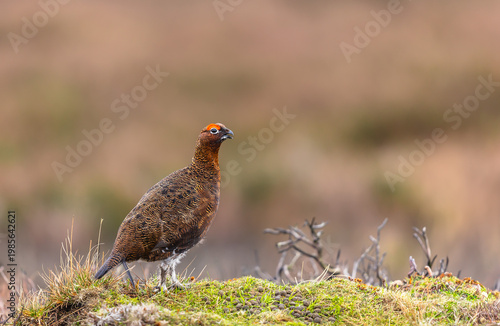 Red Grouse cockbird, Scientific name: Lagopus Lagopus scotica.  Close up of a Red Grouse male or cockbird, facing right on managed grouse moorland in the Yorkshire Dales.  Copyspace, horizontal