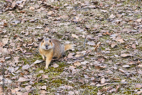 Cute gopher looking at camera on dry autumn leaves ground
