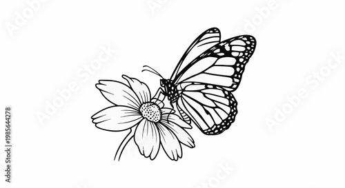 A black and white illustration of a monarch butterfly on a daisy