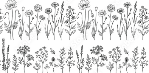 Wildflower and herb botanical illustration, detailed black and white meadow plants poppies daisies cornflowers lavender dill clover decorative floral artwork