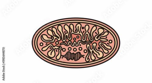 Stylized cross-section of a mitochondrion with inner folds and circular structures