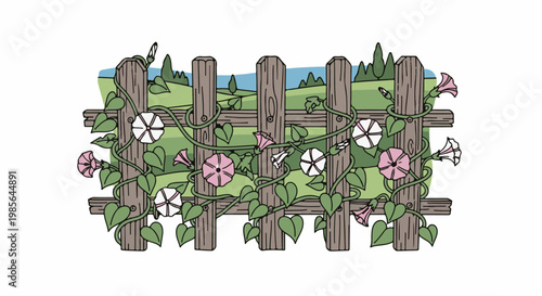 Wooden fence draped with vines and pink and white morning glory flowers