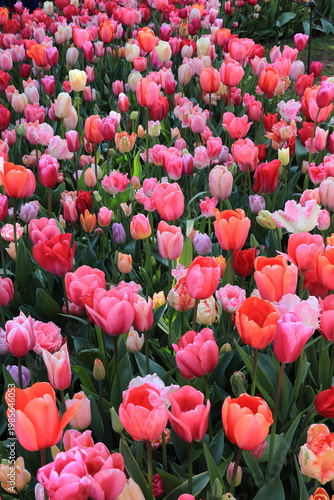 Mixed Pink Tulips at the Keukenhof Flower Garden in Lisse, Netherlands