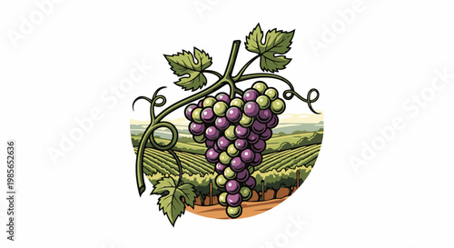 Ripe grapes hang in a vineyard with rolling hills in the background