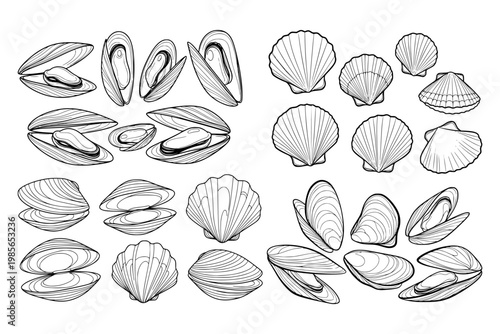 Hand drawn mussel and scallop shells in line art style on white background showing marine nature concept theme