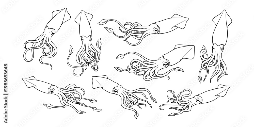 Obraz premium Multiple hand drawn squid sketches shown in line art on white background, representing concept of marine life and ocean creatures