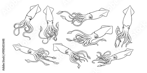 Multiple hand drawn squid sketches shown in line art on white background, representing concept of marine life and ocean creatures