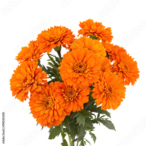 Bright orange marigold flowers bouquet against transparent background for design element