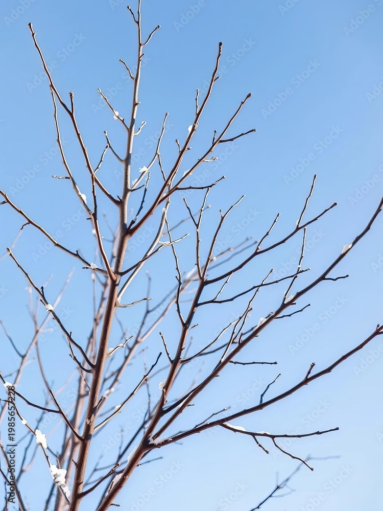 Fototapeta premium Bare branches against a crisp blue sky, highlighting winter's stark beauty in a school setting, bare trees, clear