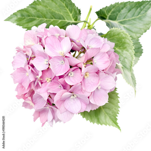 Pink hydrangea flower with green leaves on transparent background