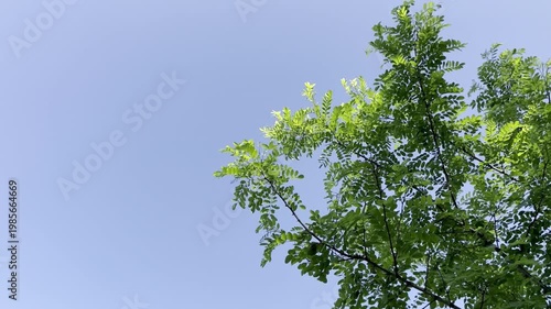 Acacia tree branches against the blue sky
