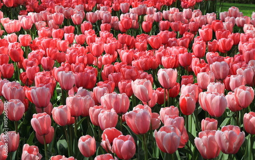 Bright Tulips Flowerbed with Various Shades of Pink at the Keukenhof Flowerd Garden in Lisse, Netherlands