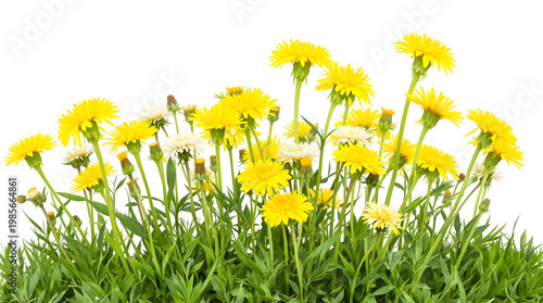 Vibrant yellow dandelion flowers and green grass with transparent background