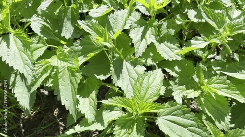 Close-up of a Lush Stinging Nettle Plant	
