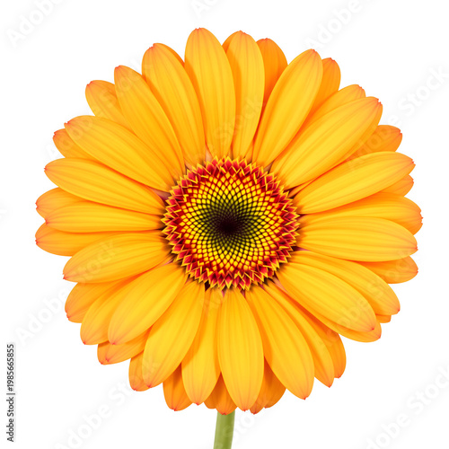 Close up view of a vibrant orange gerbera daisy flower with transparent background