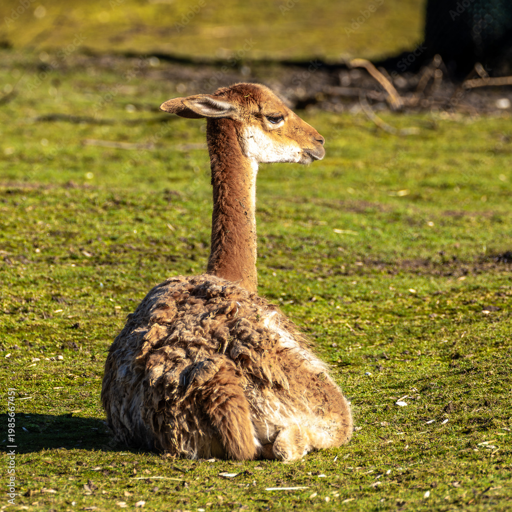 Obraz premium Vicunas, Vicugna Vicugna, relatives of the llama in a German park