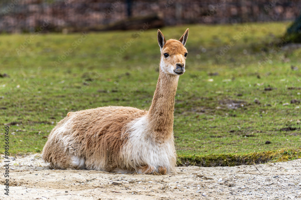 Fototapeta premium Vicunas, Vicugna Vicugna, relatives of the llama in a German park