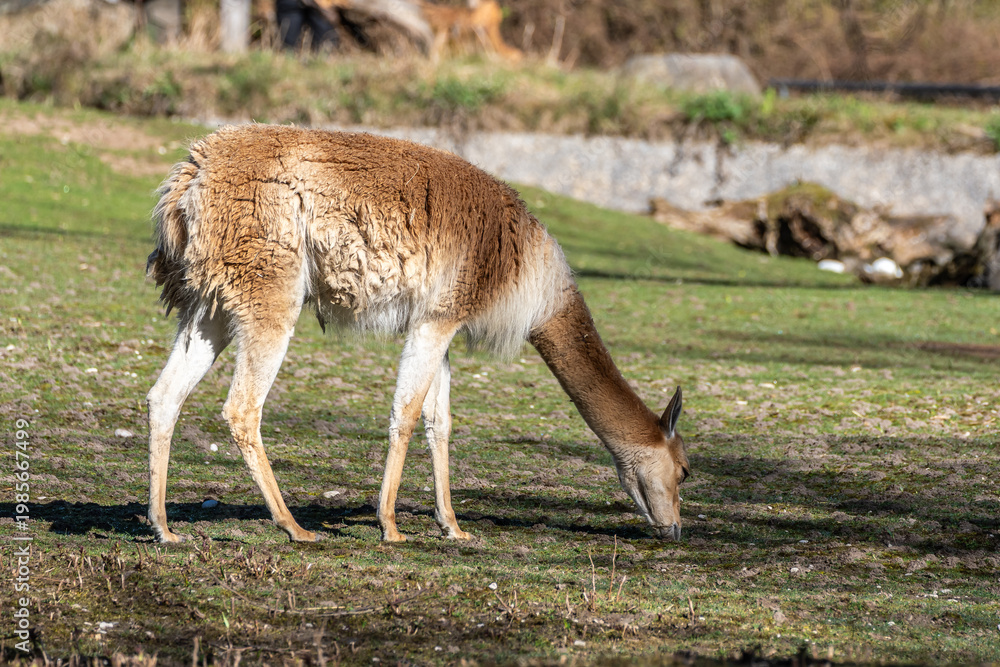 Fototapeta premium Vicunas, Vicugna Vicugna, relatives of the llama in a German park