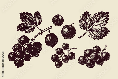 Blackcurrant berries with leaves illustrated in detailed hand-drawn vintage style on light background, concept of botanical nature design