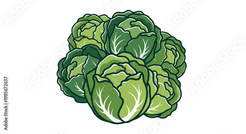 A cluster of fresh green cabbages, illustrated with bold lines