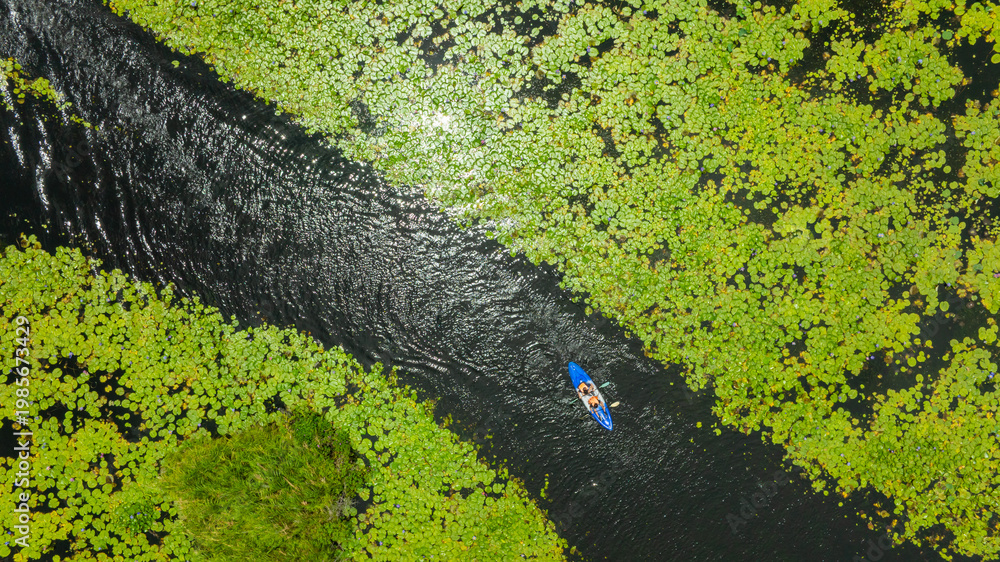 Naklejka premium Top view of people paddling kayaks in a canal surrounded by green lotus leaves, aerial drone shot of eco-tourism activity and summer water sport and concept travel 
