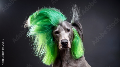 Cinematic portrait of a sleek, silver-grey Weimaraner dog with a voluminous, stylized vibrant green hair extension, posing with a cool, inquisitive expression. Dark grey gradient studio background.