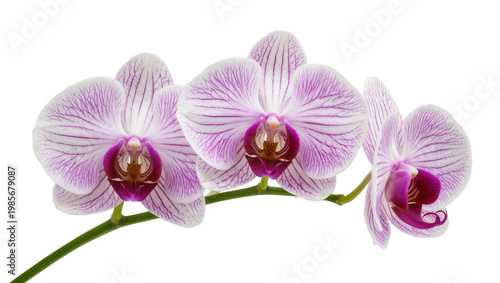 Delicate pink and white phalaenopsis orchid flowers with purple centers, isolated on transparent background