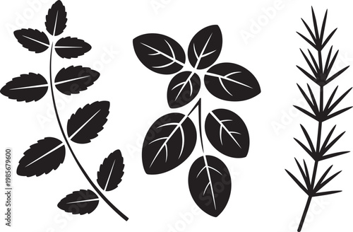 Three botanical illustrations of fresh herbs: basil, mint, and rosemary