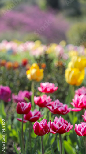 Vibrant red and yellow tulips blooming in a sunny spring garden, illustrating the beauty of nature, growth, and the colorful arrival of a new season