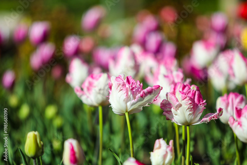 White and fuchsia parrot tulips blooming in a vibrant spring garden, showcasing delicate frilled petals and natural beauty under bright sunlight with a soft bokeh