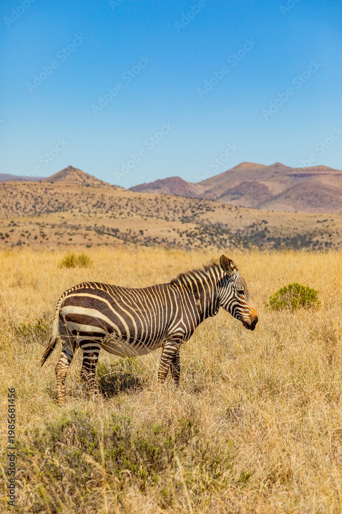 Fototapeta premium Mountain Zebra grazing in grassland in Game Reserve