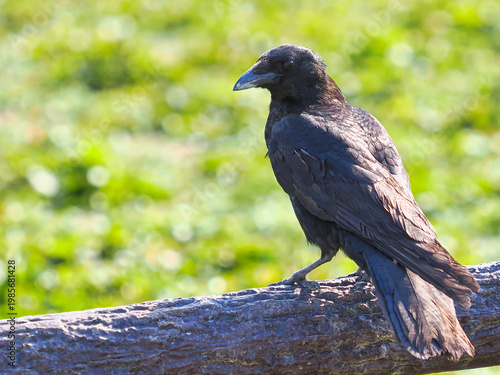 明るい緑とカラス