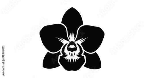 A striking black orchid bloom is displayed against a white background creating a dramatic silhouette high quality professional