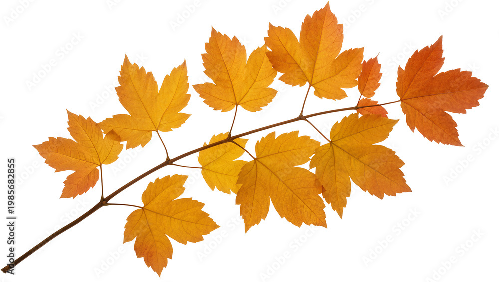 Fototapeta premium Autumn maple branch with vibrant orange and yellow leaves, isolated on transparent background