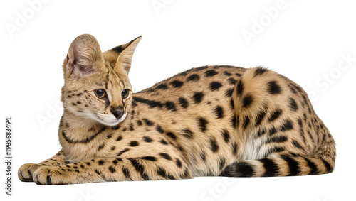 Spotted serval cat lying down, isolated on transparent background
